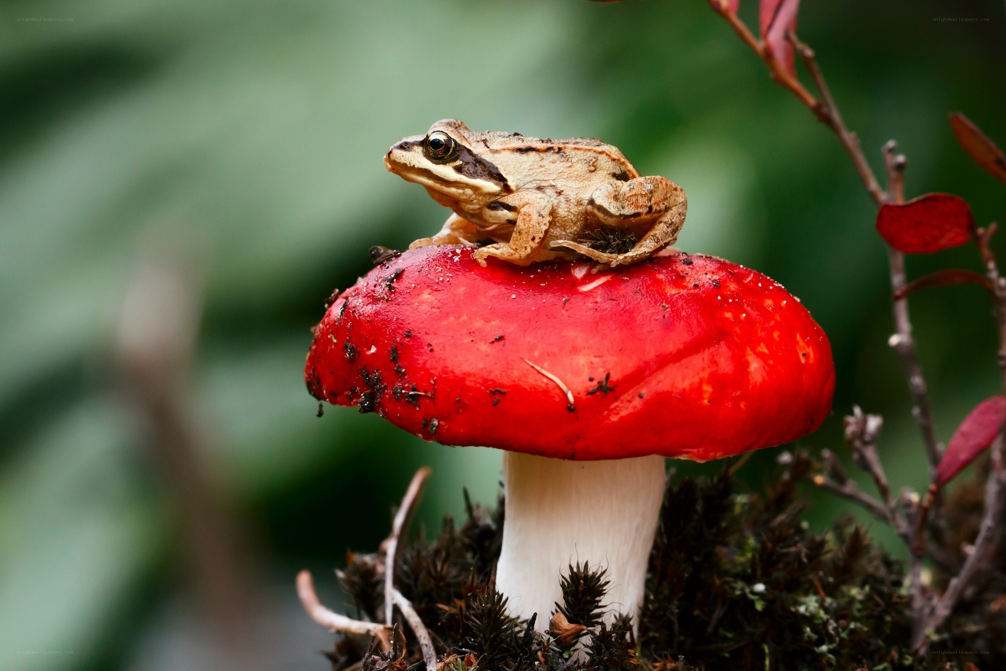 Frog on a red mushroom