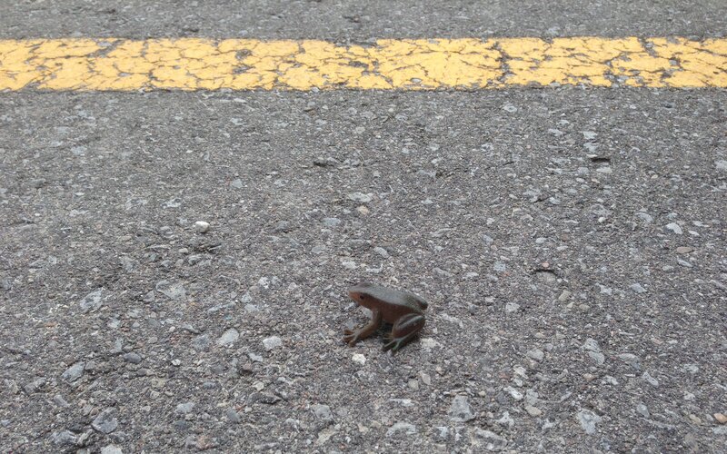 frog on a road