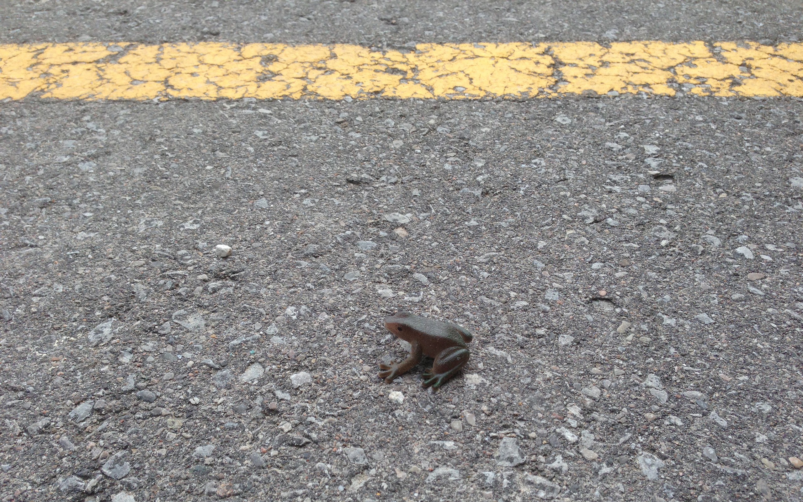 frog on a road