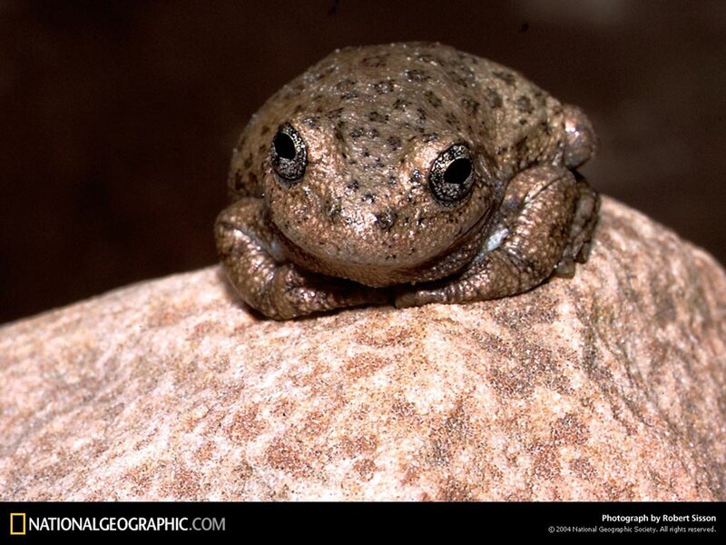 Frog on a rock
