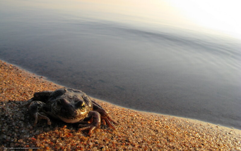 frog on a sandy shore