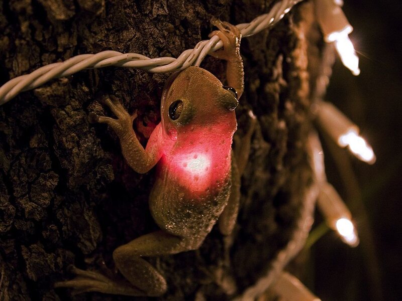 frog on a tree at night