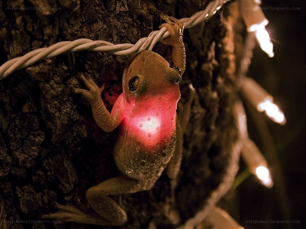 frog on a tree at night