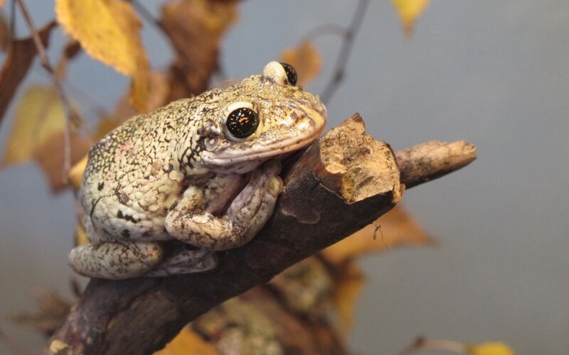 frog on a tree branch