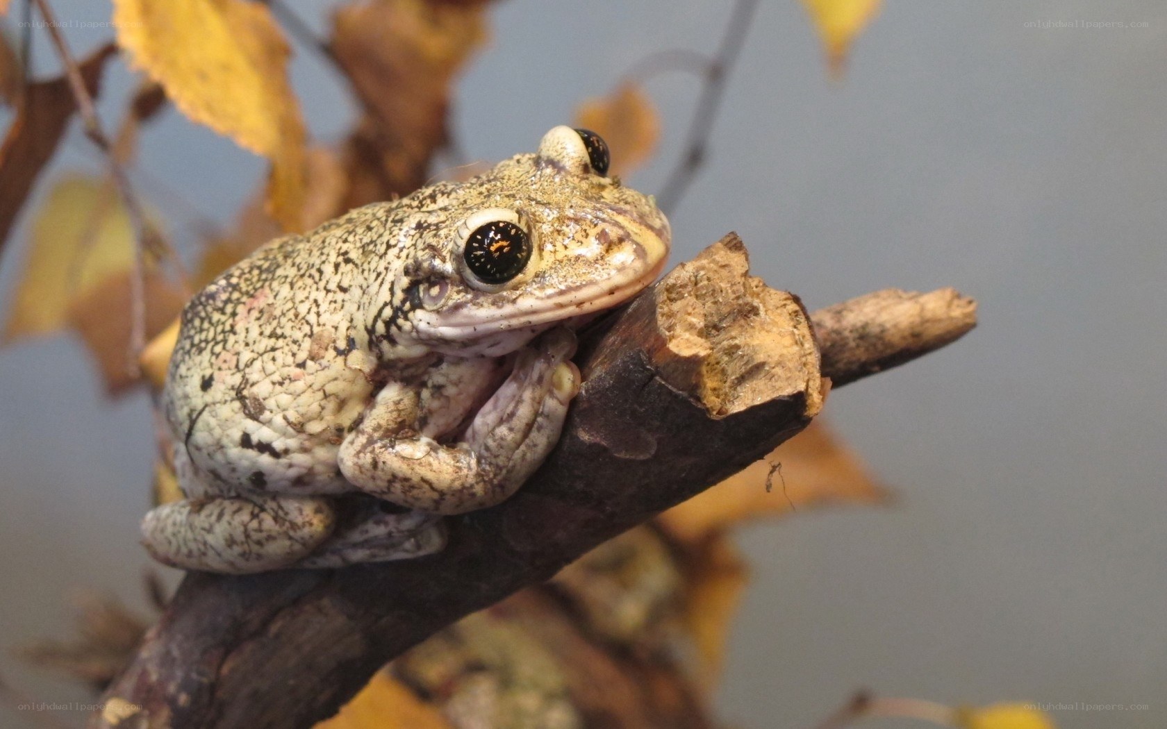 frog on a tree branch