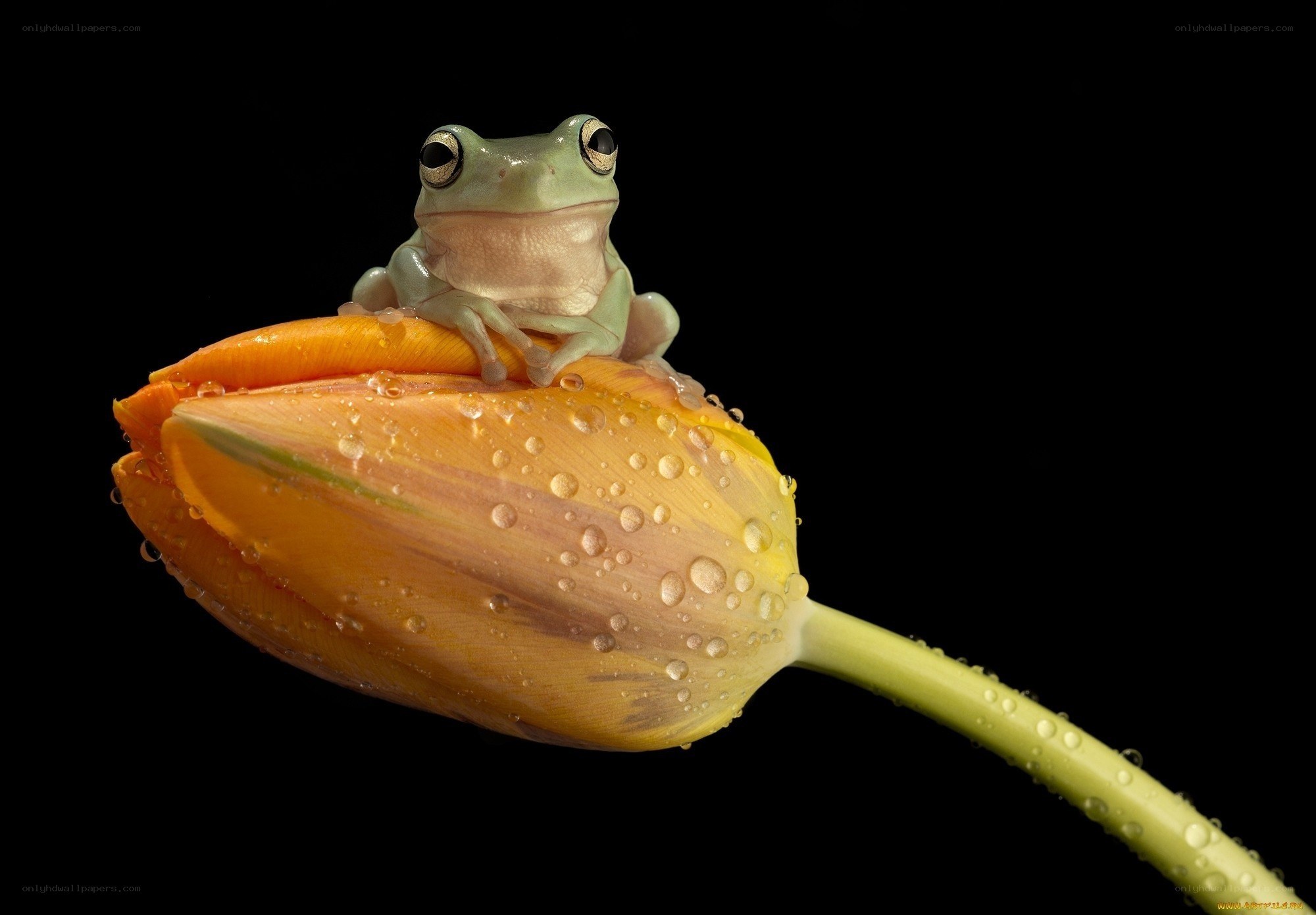 frog on a tulip flower