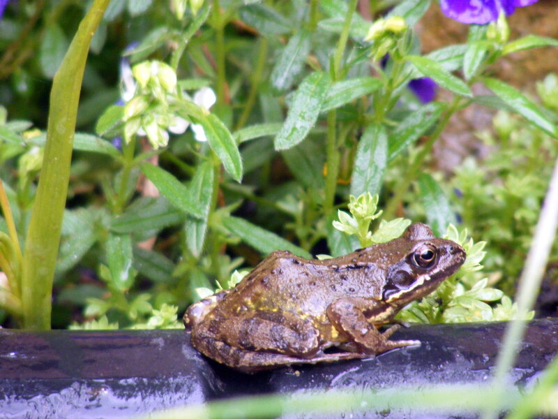 frog on a wet surface