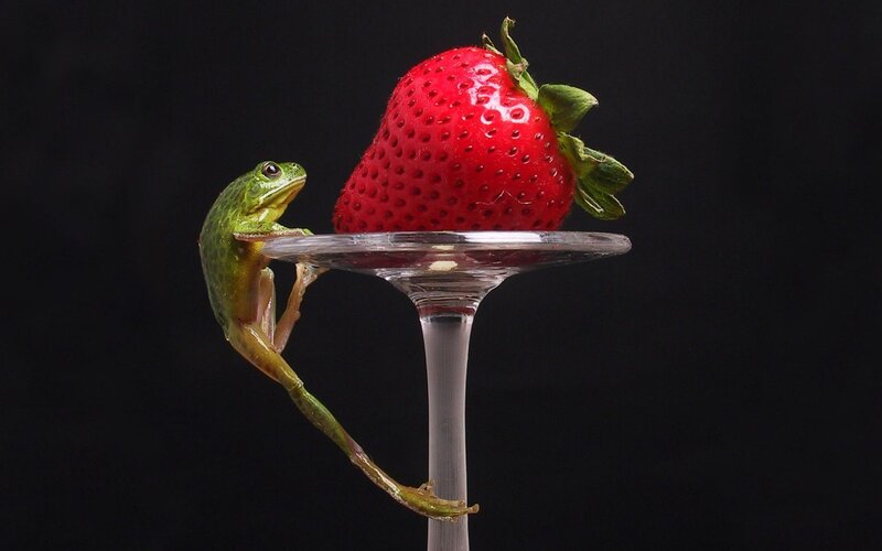 frog on a wine glass