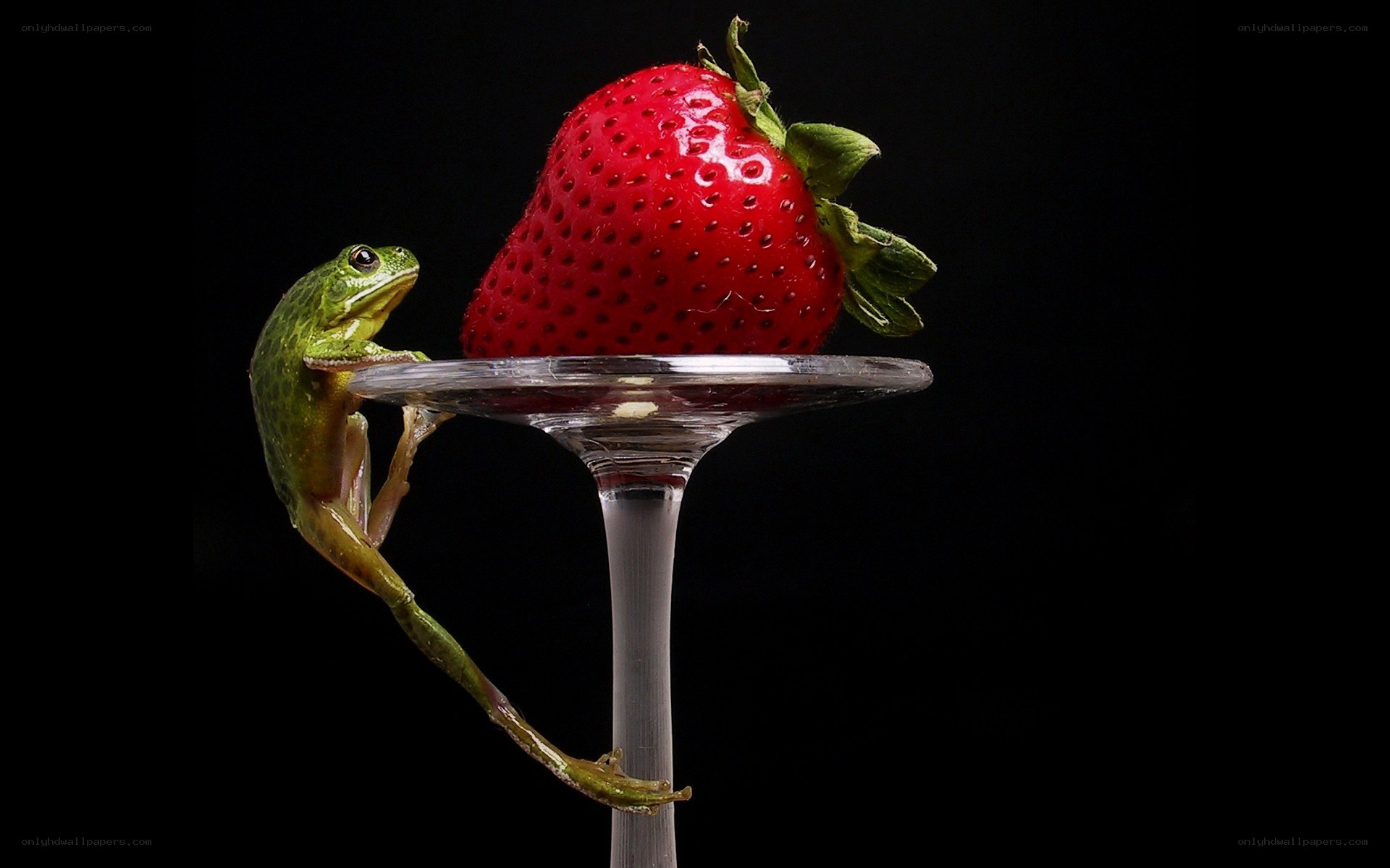 frog on a wine glass