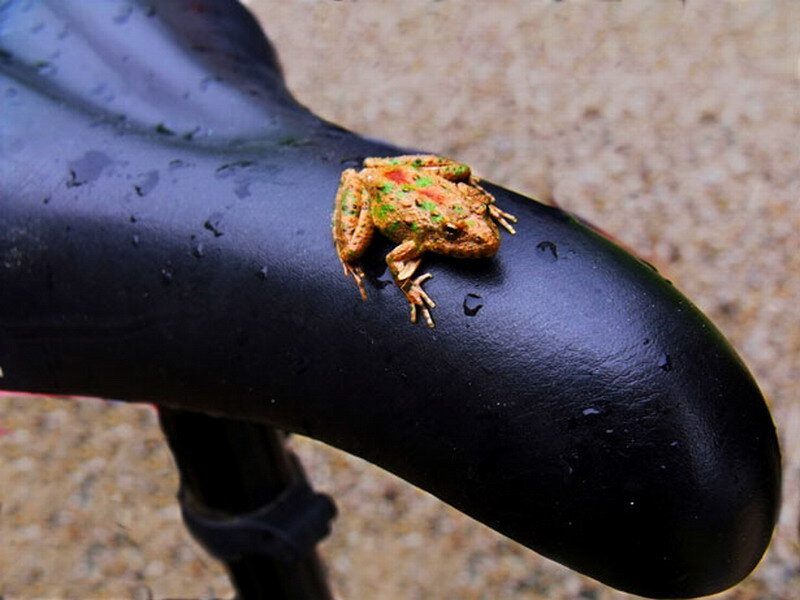 Frog on Bicycle Seat