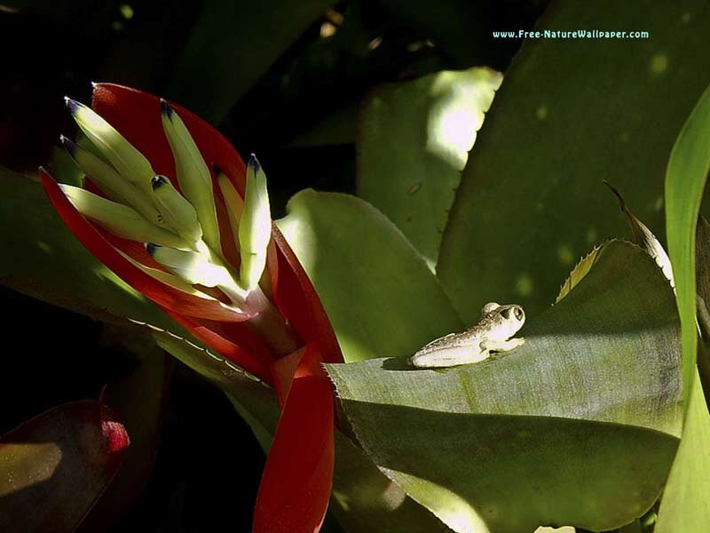Frog on Bromeliad Flower
