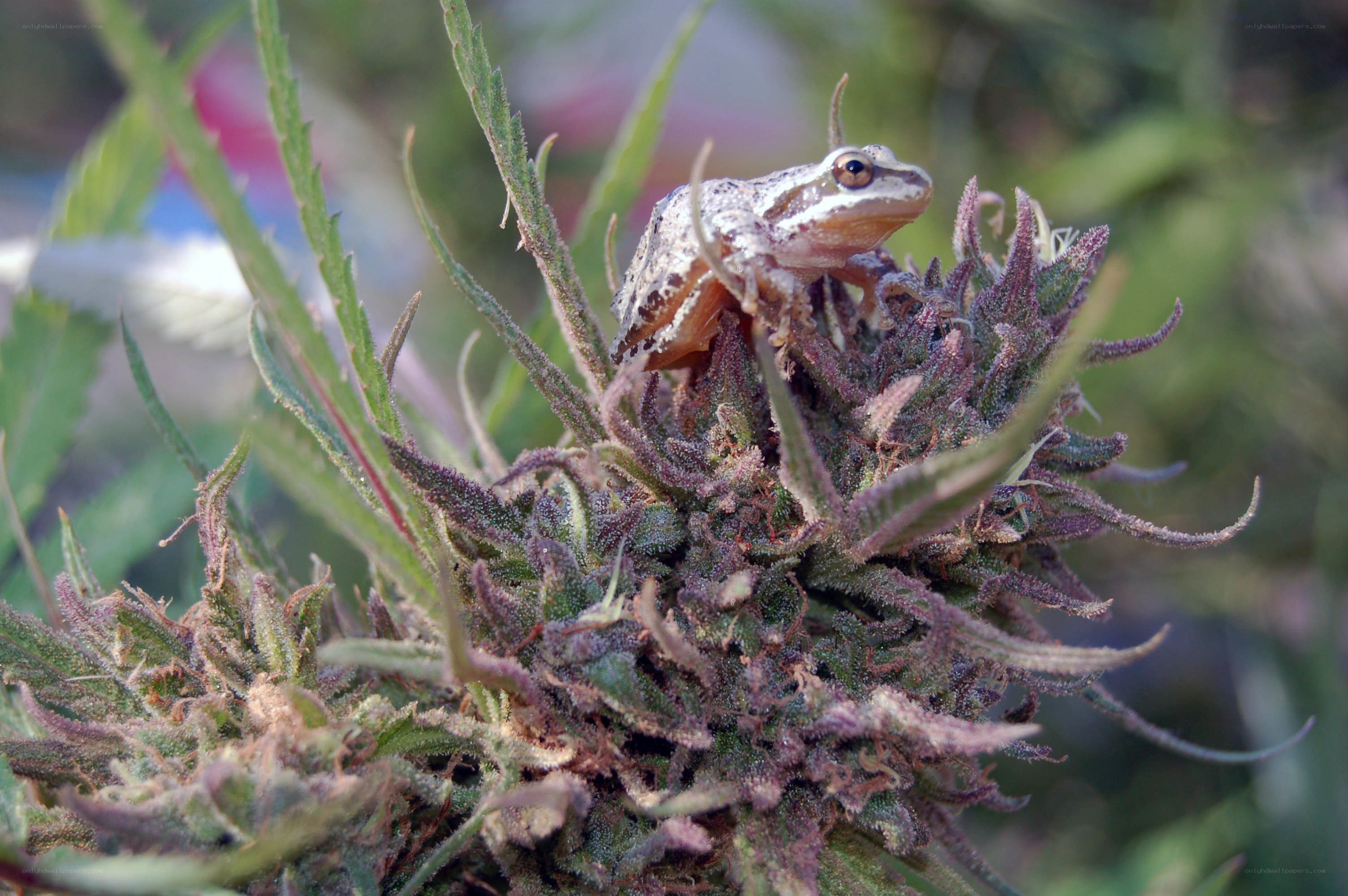 frog on cannabis flower