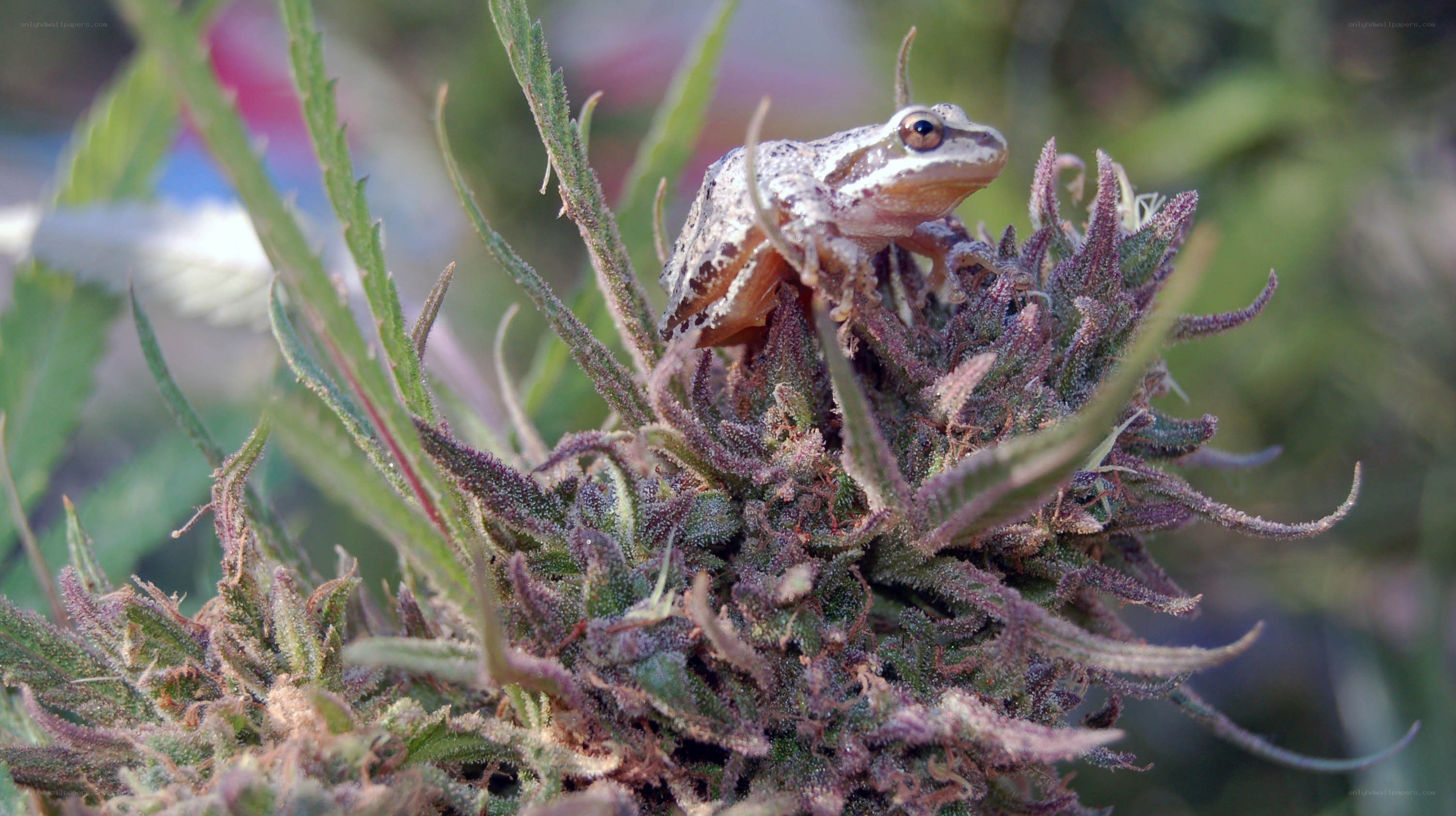 frog on cannabis plant