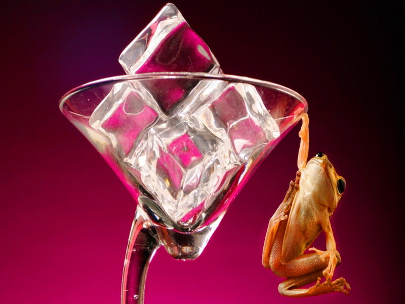 Frog on Cocktail Glass — Magenta