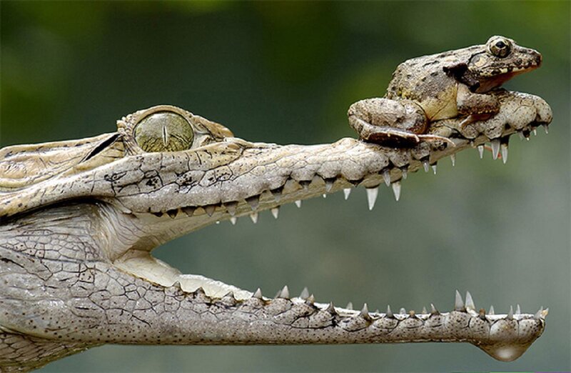 Frog on Crocodile Snout