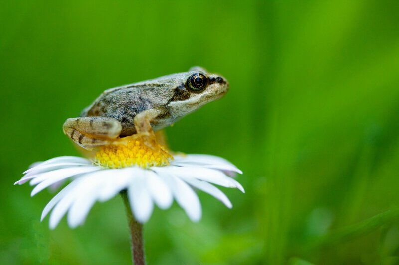 Frog on Daisy Flower