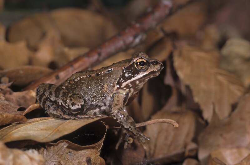 frog on dry leaves