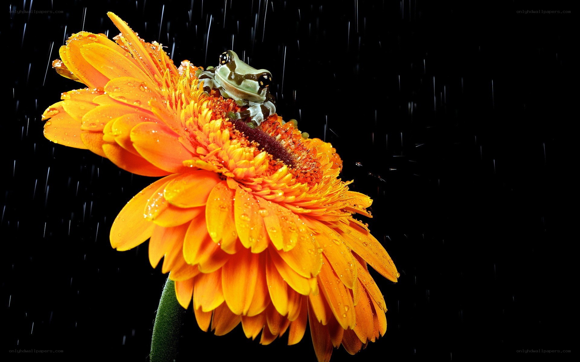 frog on flower in rain