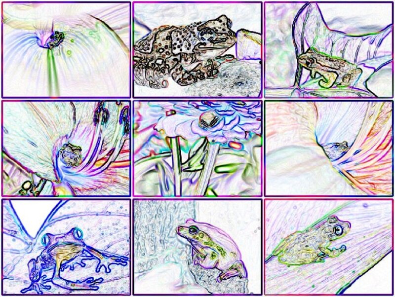 Frog on Flower Petals