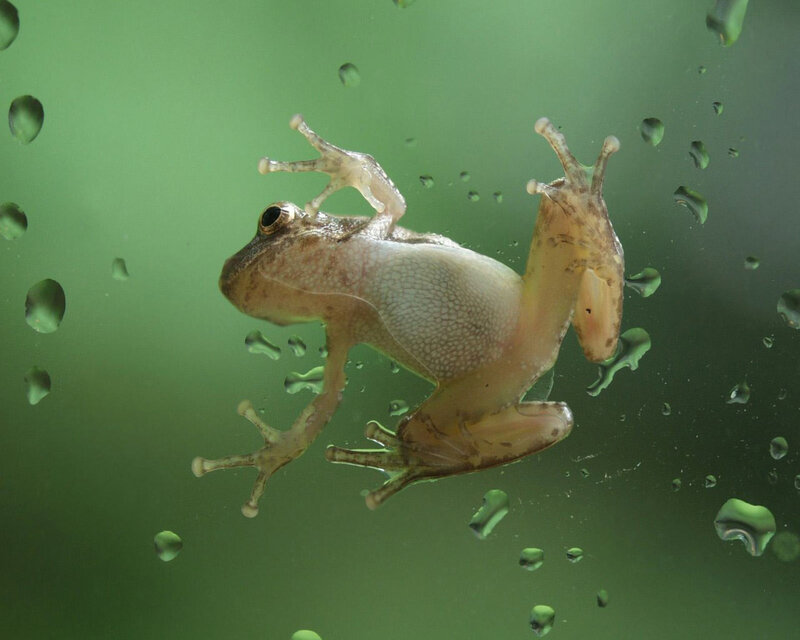frog on glass surface