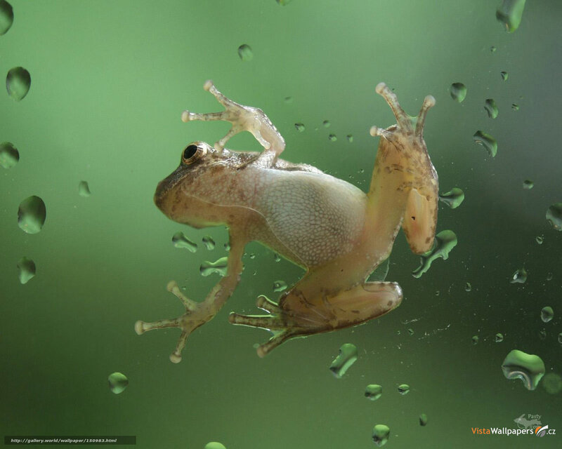 frog on glass with water droplets
