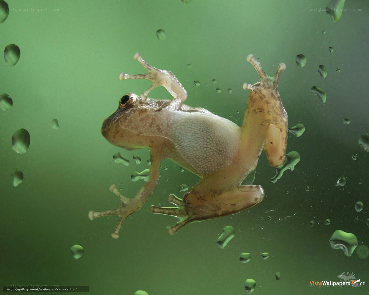 frog on glass with water droplets