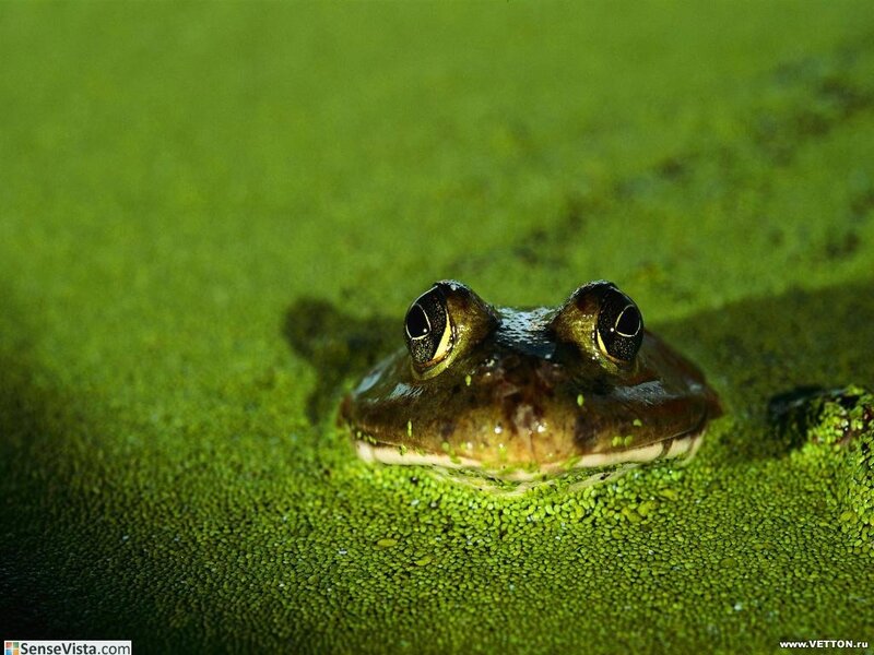 frog on green algae