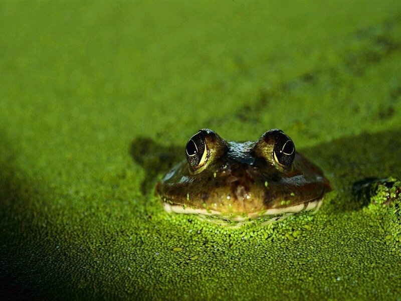 Frog on Green Algae — Calm