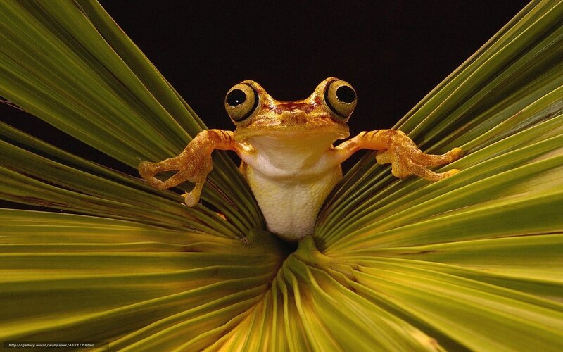 Frog on Green Leaf — Dramatic, Photograph