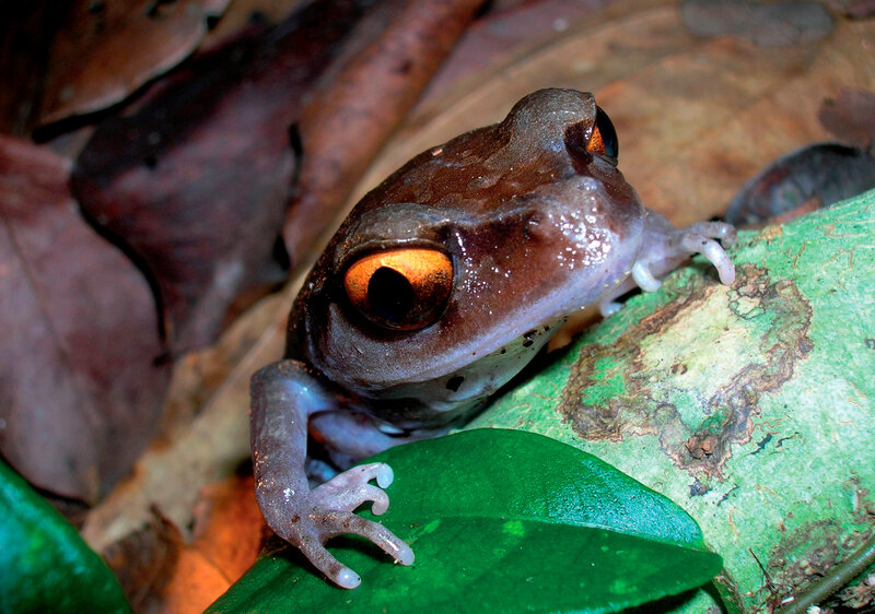 frog on green leaf