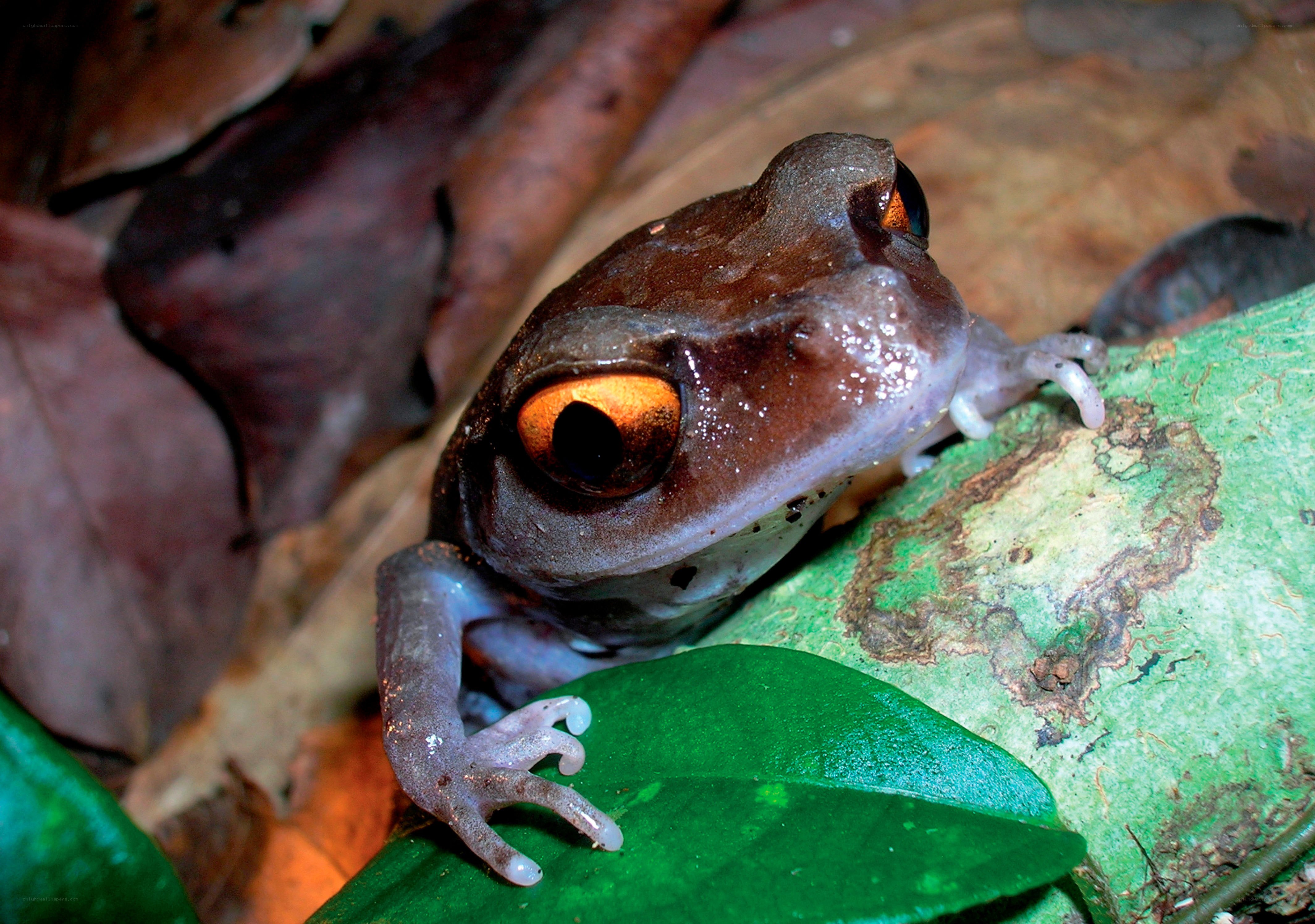 frog on green leaf