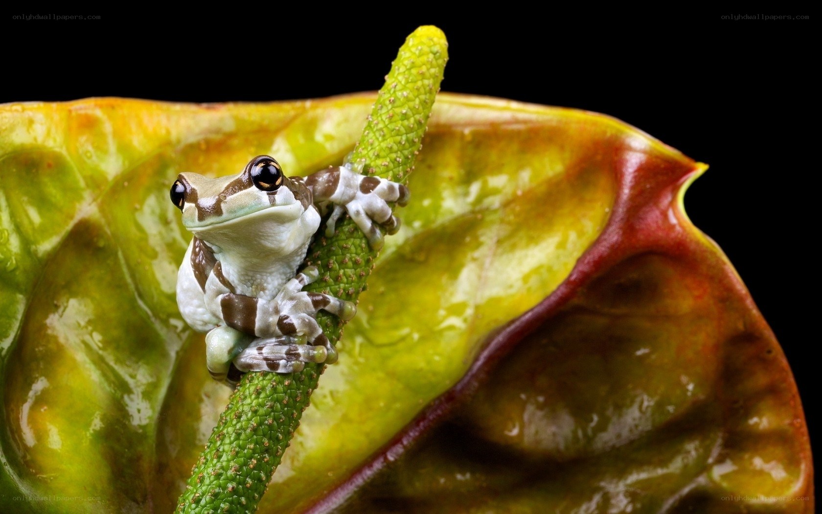 frog on green plant stem