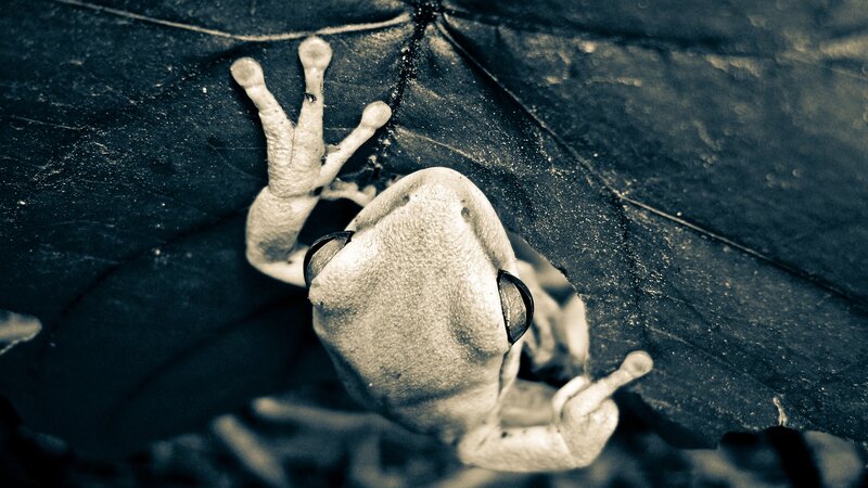 Frog on Leaf — Black