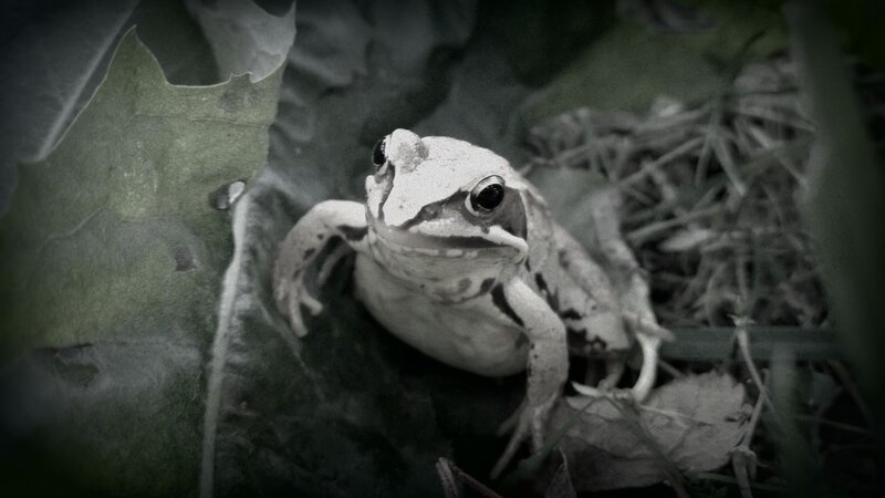 Frog on Leaf — Green, Natural