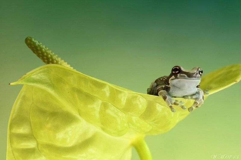 Frog on Leaf — Green, Serene