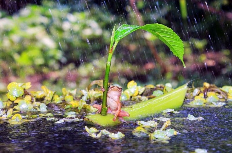 Frog on Leaf in Rain — Green, Calm