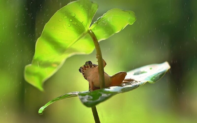 Frog on Leaf in Rain — Green