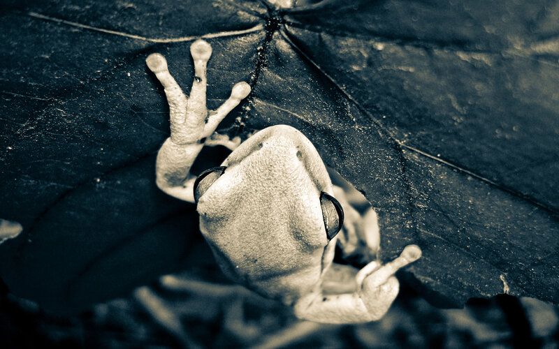 Frog on Leaf