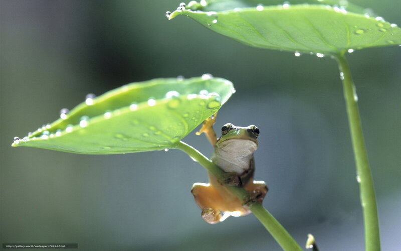 frog on leaf with dew