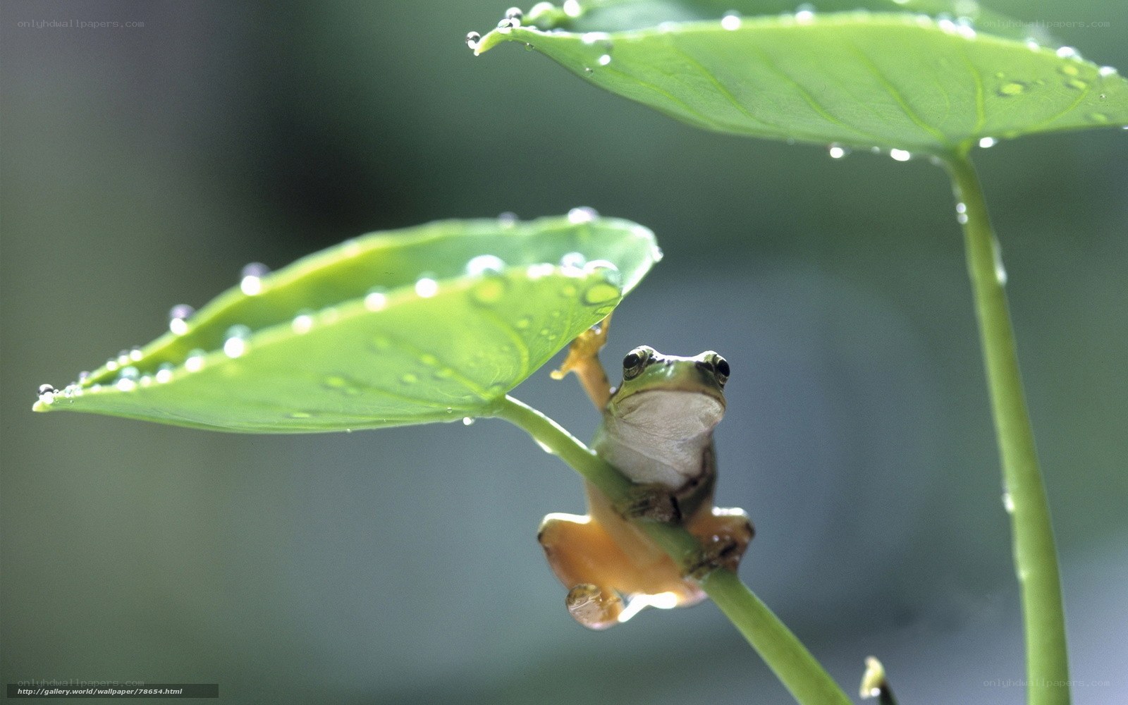 frog on leaf with dew