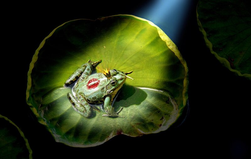 Frog on Lily Pad — Green, Dramatic