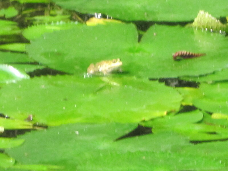Frog on Lily Pad — Green, Natural, Photograph