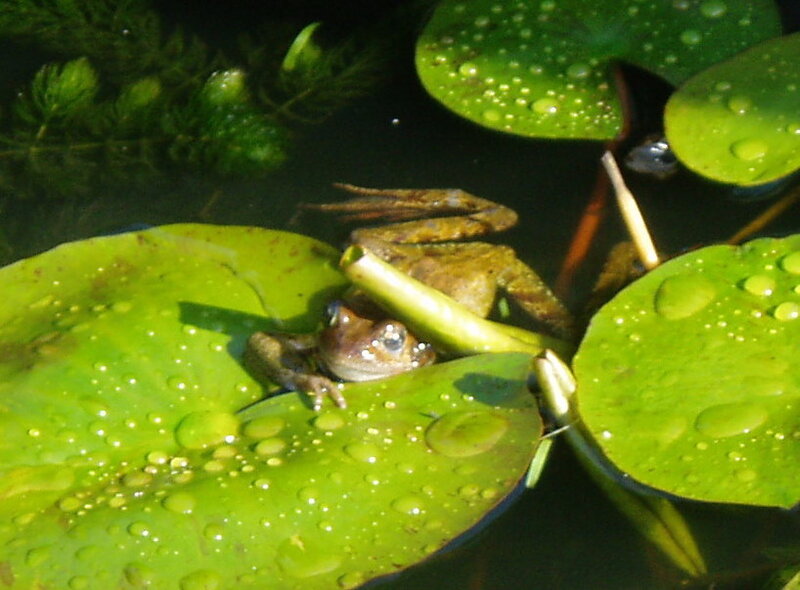 Frog on Lily Pad — Green, Natural