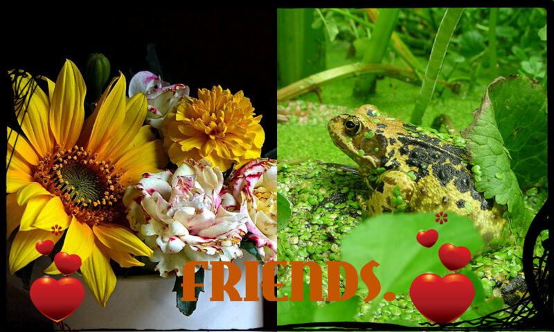 Frog on Lily Pad — Green, Peaceful