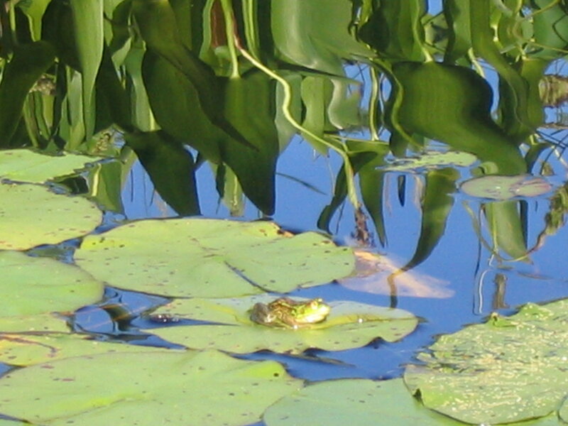 Frog on Lily Pad — Green, Serene, Afternoon, Photograph, Lily Pads