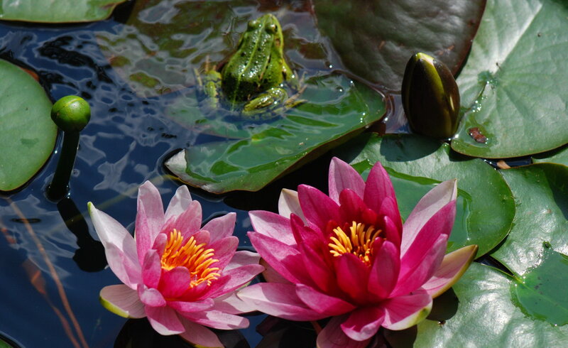 Frog on Lily Pad — Green, Serene, Afternoon