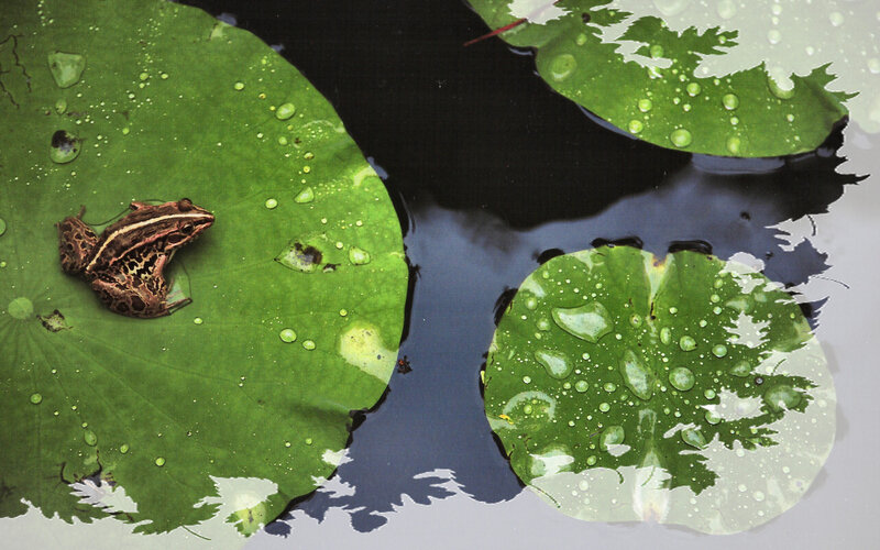 Frog on Lily Pad — Green, Serene, Photograph