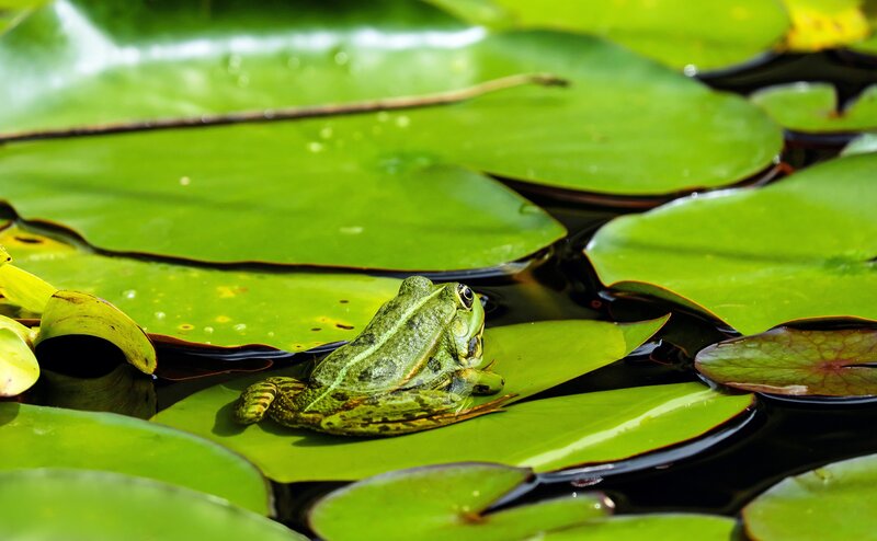 frog on lily pad