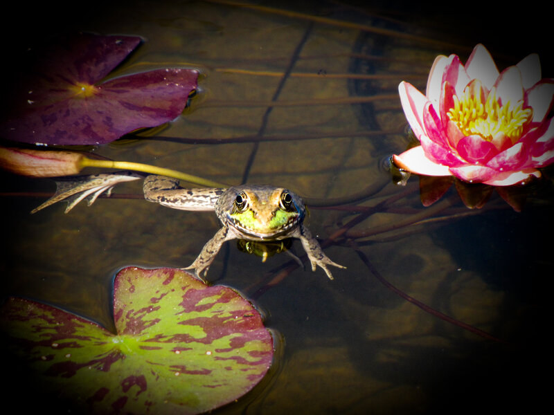 frog on lily pad with water lilies