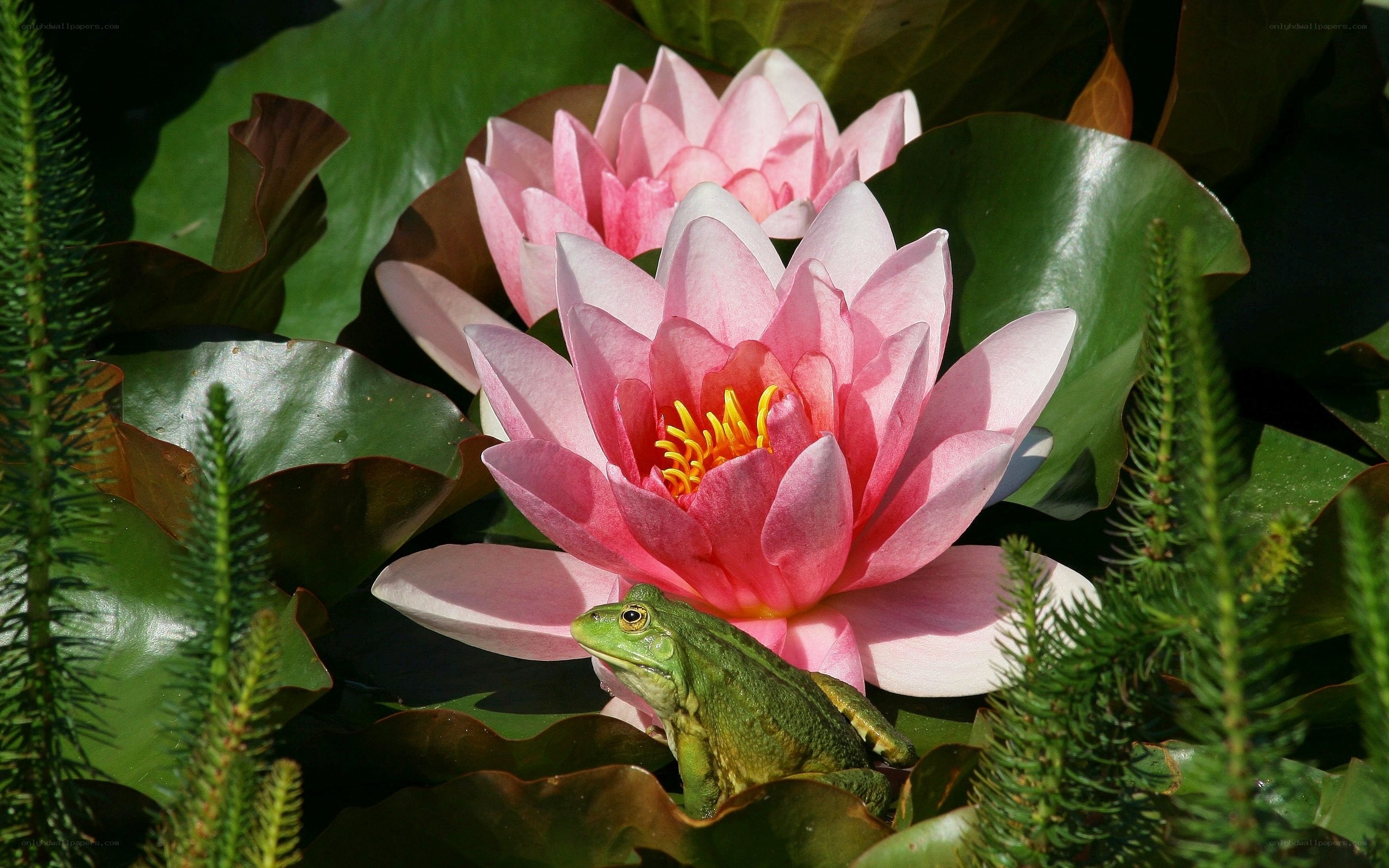 Frog on lily pad with water lilies